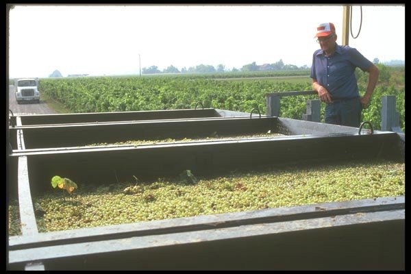 157094 Harvesting A4 Photo Print