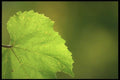 157099 Grape Leaf A4 Photo Print