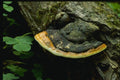 158000 Red Belted Pollypore (Fomitopsis Pinicola) A4 Photo Print