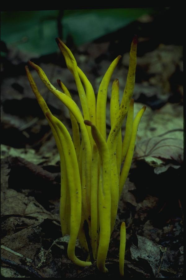 158001 Spindle shaped Yellow Coral (Clavulinopsis Sp) A4 Photo Print