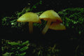 158002 Common Mycena (Mycena Galericulata) A4 Photo Print