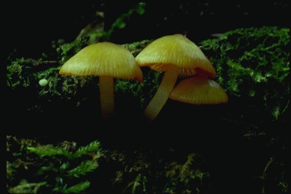 158002 Common Mycena (Mycena Galericulata) A4 Photo Print