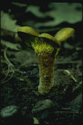 158004 Ash Tree Bolete (Boletinellus Merulioides) A4 Photo Print