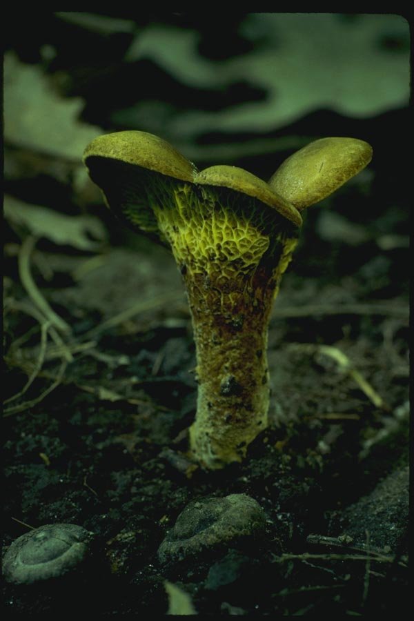 158004 Ash Tree Bolete (Boletinellus Merulioides) A4 Photo Print