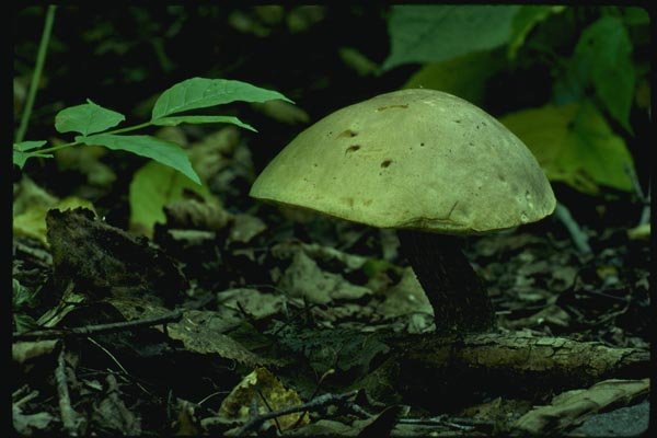 158005 Bolete Species (Boletellus Sp) A4 Photo Print