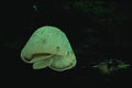 158006 White Oysterette (Cheimonaphyllum Candidissimus) A4 Photo Print