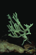 158007 White Coral (Ramariopsis Kunzei) A4 Photo Print