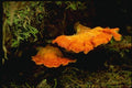 158008 Sulfer Shelf (Leatiporus Sulfureus) A4 Photo Print