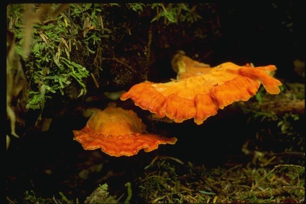 158008 Sulfer Shelf (Leatiporus Sulfureus) A4 Photo Print