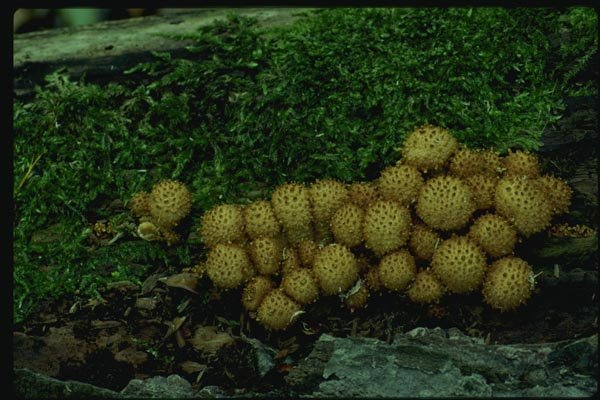 158009 Scaly Pholiota (Pholiota Squarrosa) A4 Photo Print