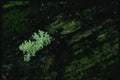158010 Crested Coral (Clavulina Cristata) A4 Photo Print