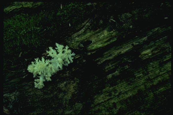 158010 Crested Coral (Clavulina Cristata) A4 Photo Print