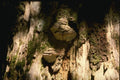 158011 Flecked flesh Polypore (Phellinus Igniarius) A4 Photo Print