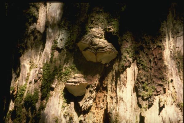 158011 Flecked flesh Polypore (Phellinus Igniarius) A4 Photo Print