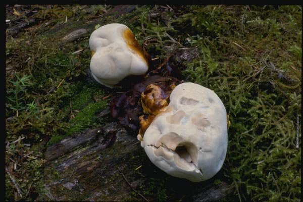 158012 Veiled Polypore (Cryptoporus Volvatus) A4 Photo Print