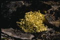158013 Shield Lichen A4 Photo Print