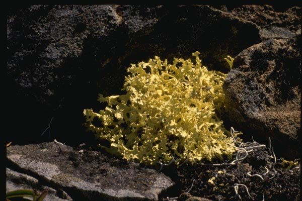 158013 Shield Lichen A4 Photo Print