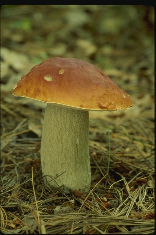 158014 Bolete Species (Boletellus Sp) A4 Photo Print
