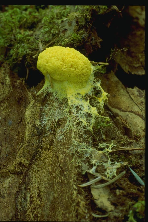 158015 Scrambled Egg Slime (Fuligo Septica) A4 Photo Print