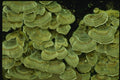 158016 False Turkey Tail (Stereum Ostrea) A4 Photo Print