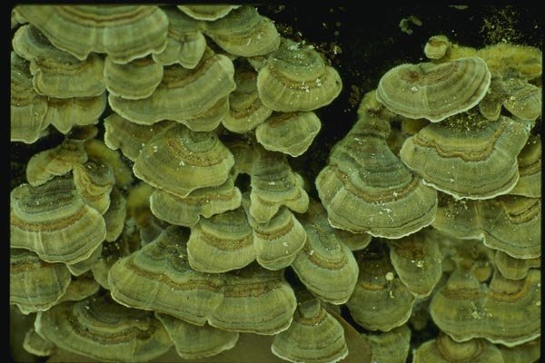 158016 False Turkey Tail (Stereum Ostrea) A4 Photo Print