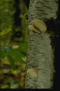 158017 Birch Polypore (Piptoporus Betulinus) A4 Photo Print