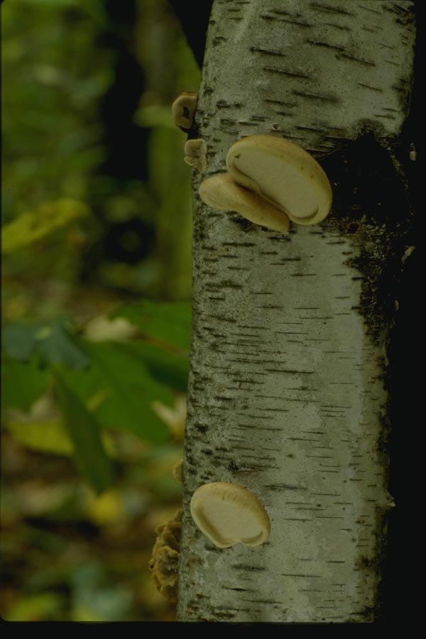 158017 Birch Polypore (Piptoporus Betulinus) A4 Photo Print