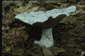 158018 Indigo Milky (Lactarius Indigo) A4 Photo Print