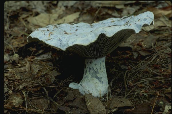 158018 Indigo Milky (Lactarius Indigo) A4 Photo Print