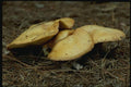 158019 Suillus Mushroom (Suillus Sp) A4 Photo Print