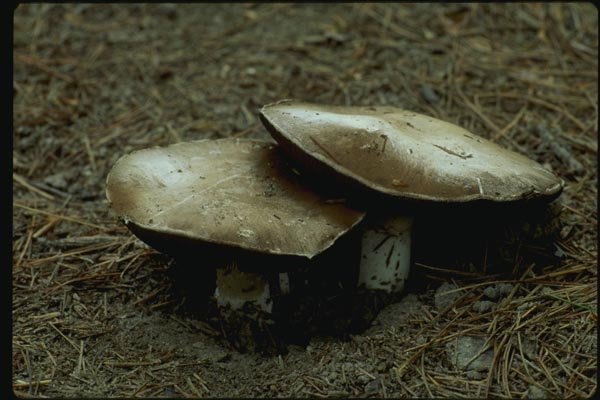 158020 Wine cap Stropharia (Stropharia Rugosoannulata) A4 Photo Print