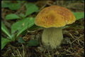 158021 King Bolete (Boletus Edulis) A4 Photo Print