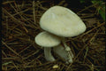 158022 White Leucopax (Leucopaxillus Albissimus) A4 Photo Print
