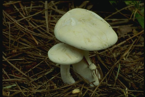 158022 White Leucopax (Leucopaxillus Albissimus) A4 Photo Print