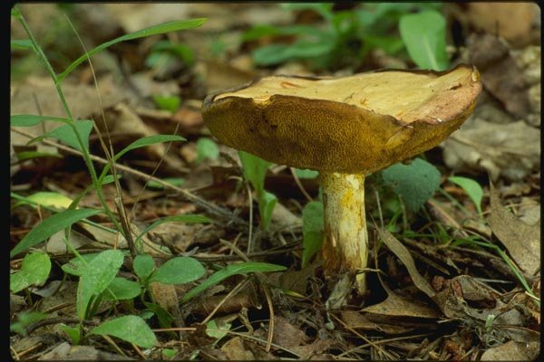 158023 Slippery Jack (Suillus Luteus) A4 Photo Print