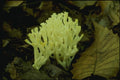 158024 White Coral (Ramariopsis Kunzei) A4 Photo Print