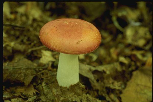 158025 Rosy Russula (Russula Rosacea) A4 Photo Print