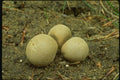 158026 Gem studded Puffball (Lycoperdon Perlatum) A4 Photo Print