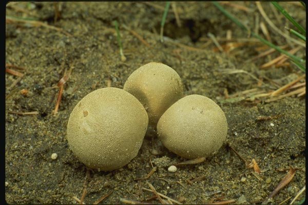 158026 Gem studded Puffball (Lycoperdon Perlatum) A4 Photo Print