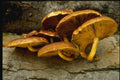 158027 Orange Mycena (Mycena Leaiana) A4 Photo Print