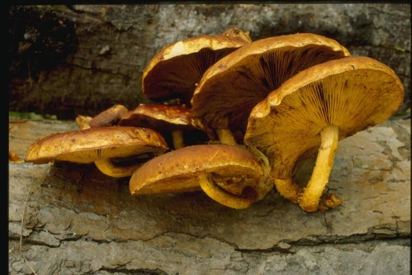 158027 Orange Mycena (Mycena Leaiana) A4 Photo Print