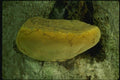 158028 Polypore Fungus (Polyporus Sp) A4 Photo Print