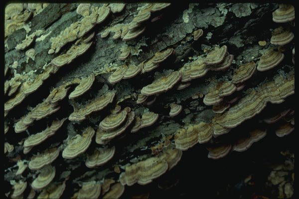158030 False Turkey Tail Polypore A4 Photo Print