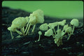 158031 Close up Of Bladder Stalks A4 Photo Print