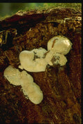 158032 Veiled Polypore (Cryptoporus Volvatus) A4 Photo Print