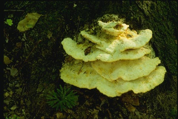 158033 Hedgehog Mushroom (Hudnam Septentrionale) A4 Photo Print