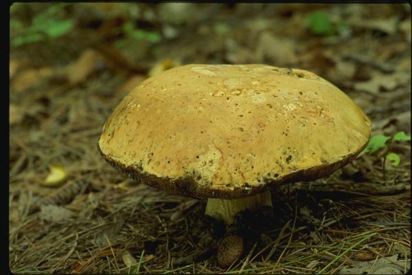 158034 Bolete Species (Boletus Sp) A4 Photo Print