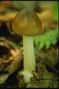 158035 Tawny Srisette (Amanita Fulva) A4 Photo Print