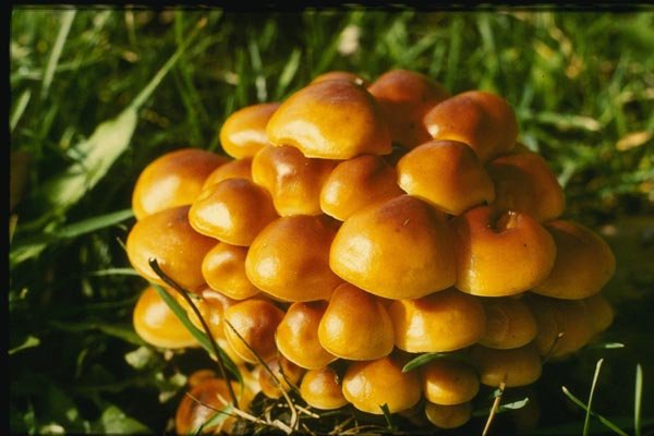 158036 Mushrooms In Group In Grass A4 Photo Print