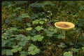 158037 Death Cap (Amanita Phalloides) A4 Photo Print